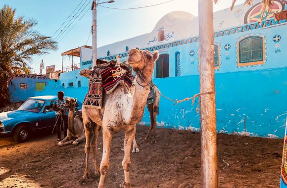 camel tour