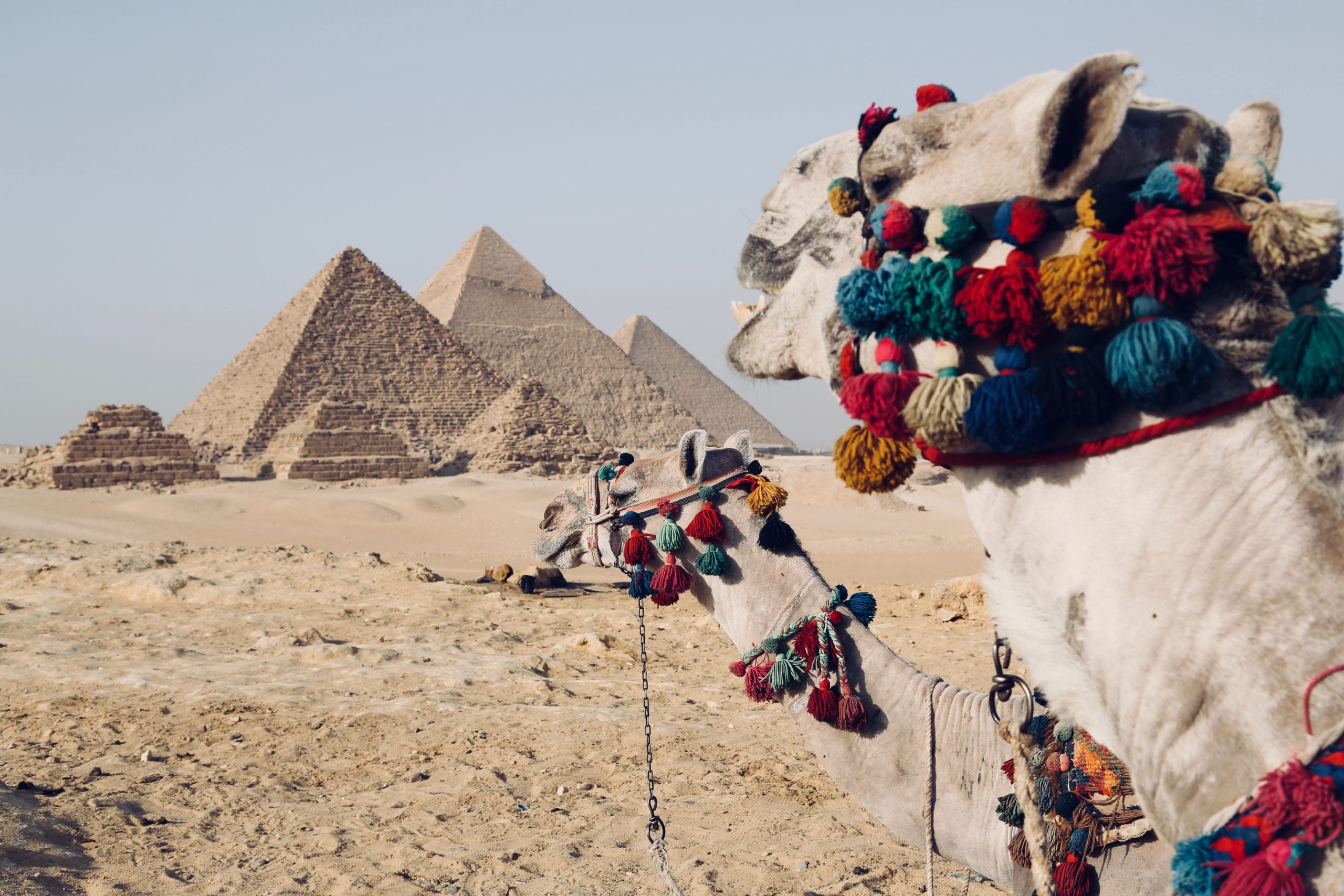 camel and pyramids cairo