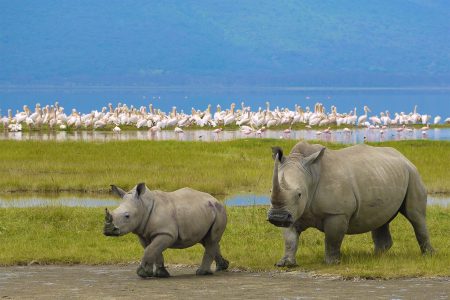 7-Day Serena Experience – Serengeti & Great Migration