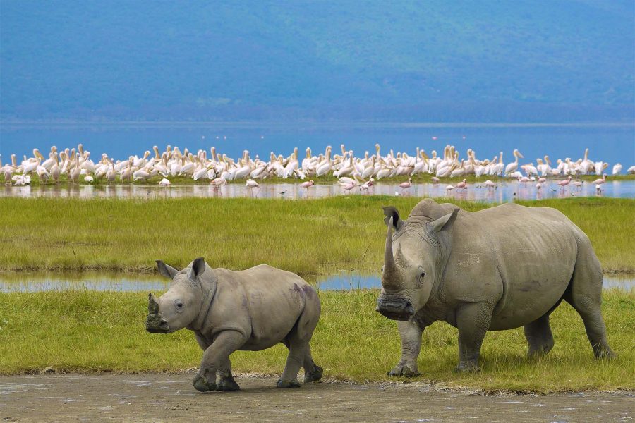 7-Day Serena Experience – Serengeti & Great Migration