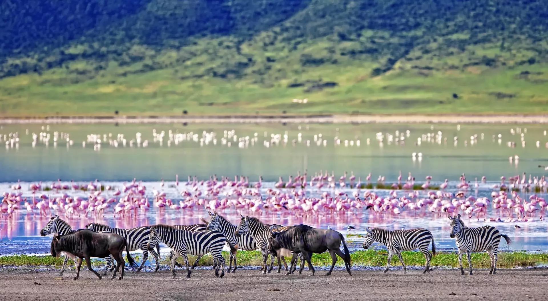 Day 4 – Serengeti National Park – Great Migration Experience